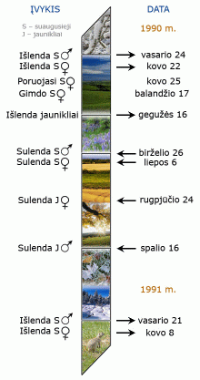 Aktyvumo ciklas